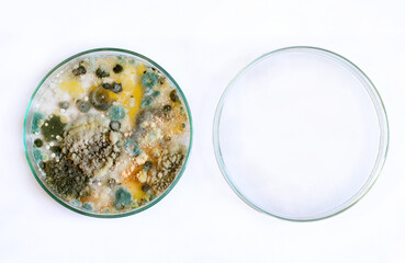 petri dish, mold, various types of fungi