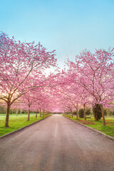 Fototapeta na wymiar Cherry Blossom Trees blooming at Bispebjerg Cemetery, Copenhagen, Denmark.