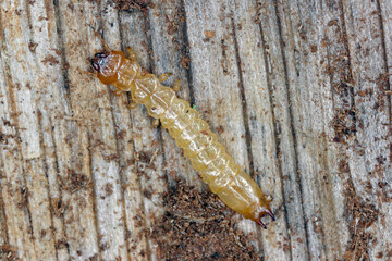 Scarce cardinal beetle larva (Schizotus pectinicornis) under the bark.