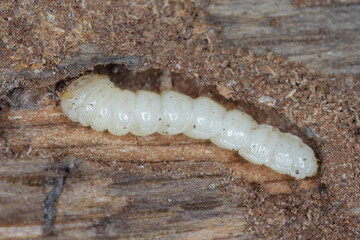 Larva of the beetle from family Cerambycidae (longhorn beetles).
