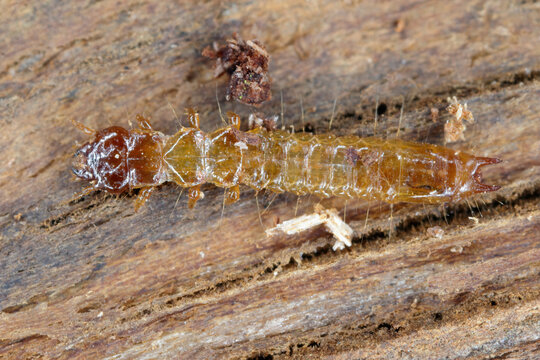 Scarce cardinal beetle larva (Schizotus pectinicornis) under the bark.