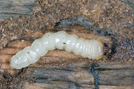 Larva of the beetle from family Cerambycidae (longhorn beetles).