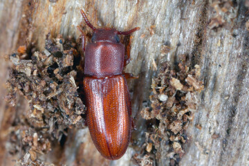 Depressed Beetle - Palorus sp. found under the bark of dead, decaying wood. Species of beetle in the family Tenebrionidae, the darkling beetles.