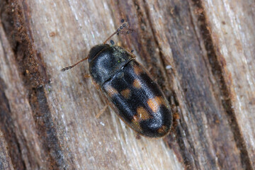 Litargus connexus on wood, extreme close-up with high magnification.