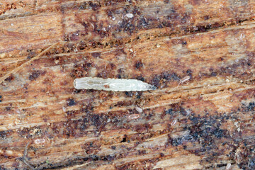 A tiny fly larva found under the bark of dead, decaying wood.