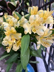 Flowers yellows 