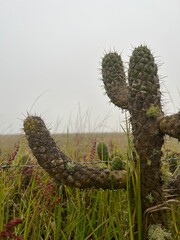 cactus in the desert