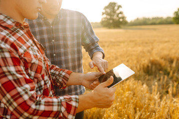 Two farmers standing in golden wheat field using touch pad for check wheat quality. Smart farm. Agro business.