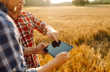 Two farmers standing in golden wheat field using touch pad for check wheat quality. Smart farm....