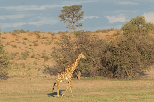 Giraffe - Giraffa camelopardalis giraffa, southern giraffe on green grass with red dunes in background. Photo from Kgalagadi Transfrontier Park in South Africa.