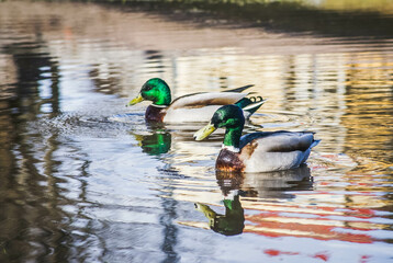 ducks in the pond in helsinki finland on a cold sunny winter day