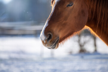 Horse portrait, relaxation, no stress, tranquility. Cold winter, snow. Background with place for text
