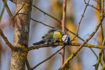 sleeping bird on a tree