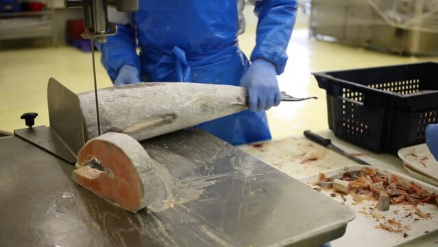 Workers cut into equal pieces of red fish in the factory