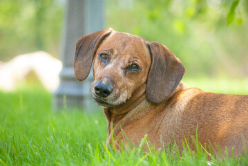 cute brown dachshund puppy in the nature enjoying the good weather