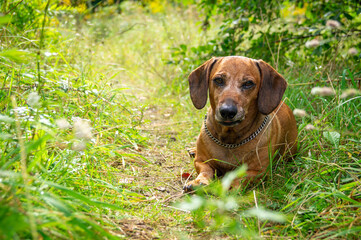 cute brown dachshund puppy in the nature enjoying the good weather