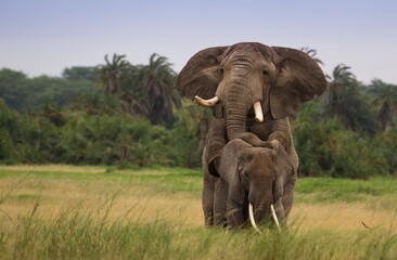 Miłośc słoni na afrykańskiej sawannie