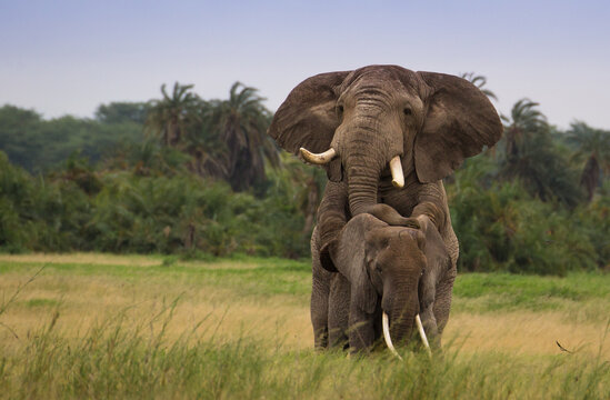 Fototapeta Miłośc słoni na afrykańskiej sawannie