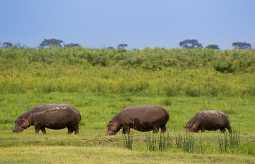 Rodzina hipopotamów na sawannie Parku Narodowego Amboseli Kenia - obrazy, fototapety, plakaty