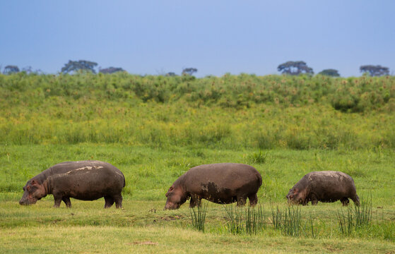 Fototapeta Rodzina hipopotamów na sawannie Parku Narodowego Amboseli Kenia
