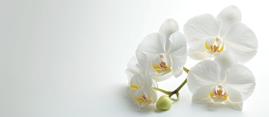 White Orchid Flower Isolated on a Background: A Stunning White Orchid Blossom Captured in an Exquisite Isolation Against a Clean White Background