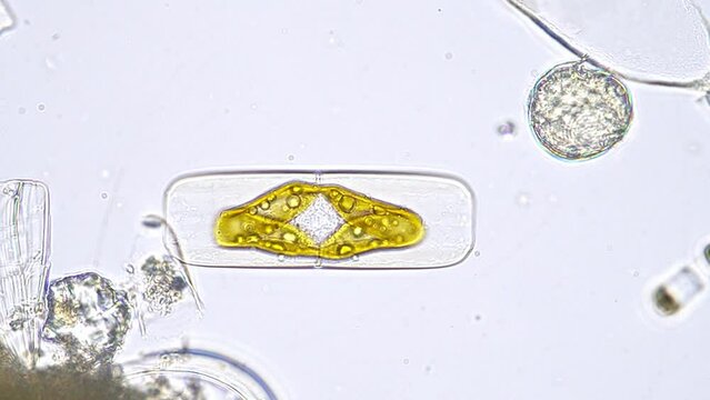Diatom from the sea of Japan, seen under the microscope at 400x magnification. Its large brownish chloroplast is well visible through its glass husk. This time lapse highlights its gliding movement. 