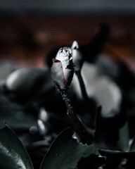 Muted tones low key flower