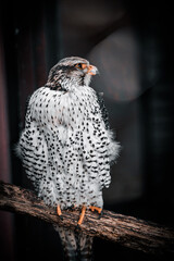 Falcon