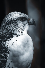 Falcon