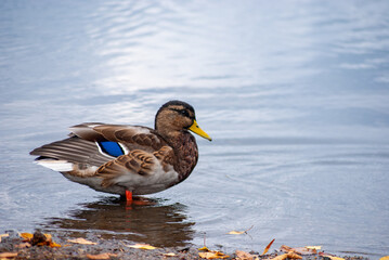 Cute city duck in the pond in HElsinki, Finland on a cold day
