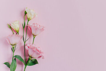 Beautiful white and pink Eustoma (Lisianthus) flowers on a pink pastel background.