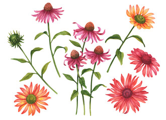 Watercolor set of echinacea flowers, hand drawn botanical illustration isolated on white background.