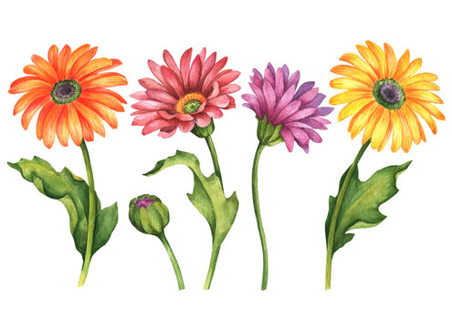 Watercolor set of gerbera flowers, hand drawn floral illustration isolated on white background.