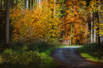 Herbstwald mit Weg - goldener Herbst