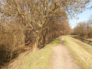 A riverside path next to the forest.
