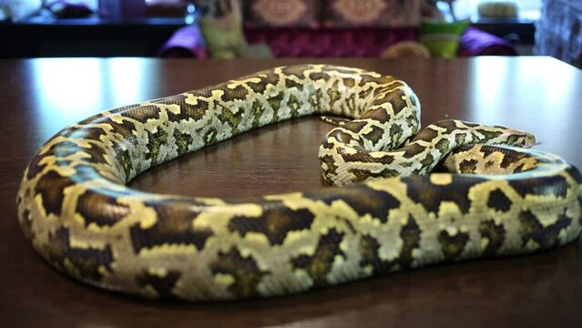 Spotty snake lying and moving on wood table in room.