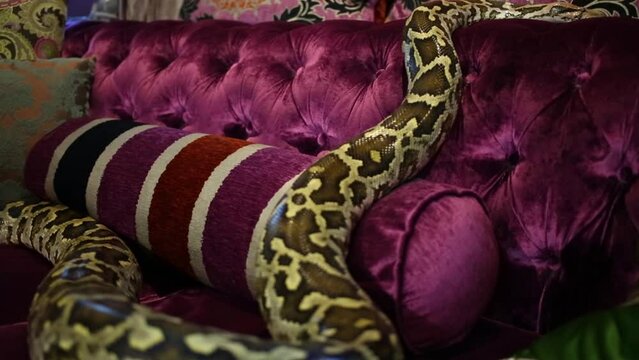 Spotty long snake crawling on pillows of claret sofa close-up.
