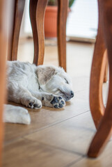 newborn golden retriever puppy sleeping on the floor and playing with his brother and sister