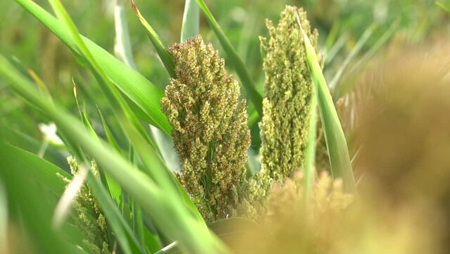 Slow motion close up fotage of green ripe sorghum ears in a field.
