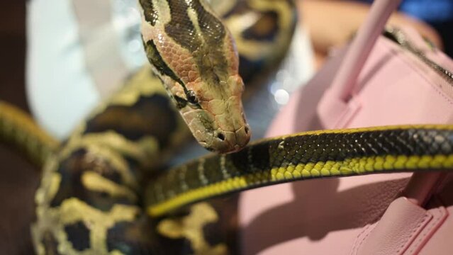 Head and moving body of green spotty snake crawling on handbag near woman