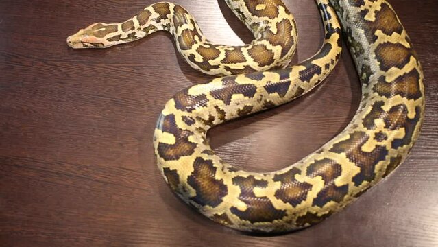 Spotty snake lying motionless on wood table close up.