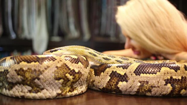 Moving loop of spotty snake with head on it of small snake on table