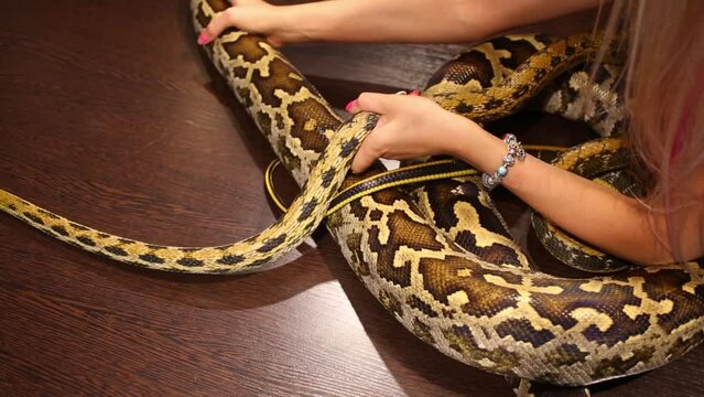 Woman hands pulling and dragging two spotty snakes on wood table close up.