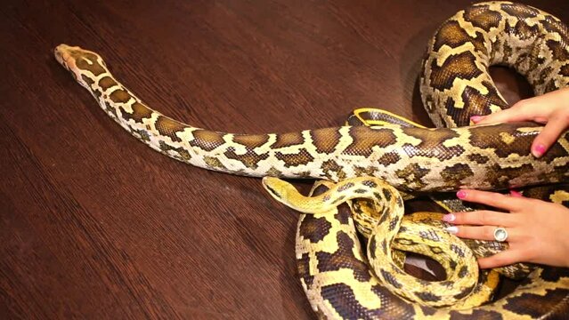 Two moving and crawling snakes on wood table and stroking them woman hands.
