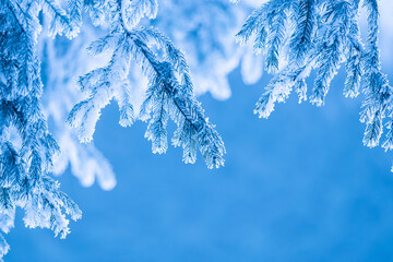 Winter background - spruce branches covered with snow on blue background