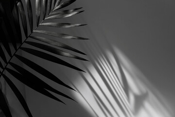 Palm leaf and gray grain texture black and white refraction wall . Light and shadow smoke abstract...