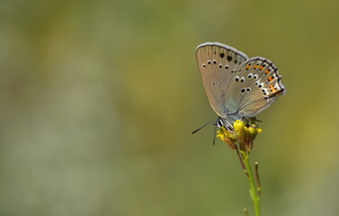 Satyrium ledereri 945