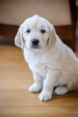 newborn golden retriever puppy sleeping on the floor and playing with his brother and sister