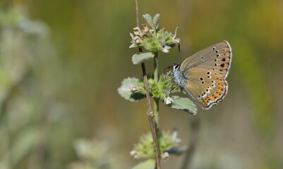 Satyrium ledereri 946