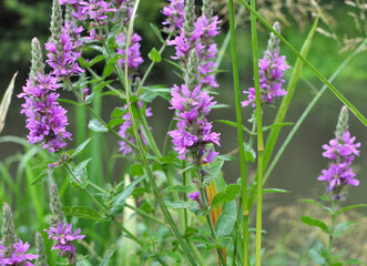 Lythrum salicaria grows on the riverbank and in wet places